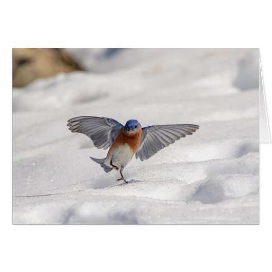 Eastern Bluebird dancing in the snow Cards (Front Horizontal)