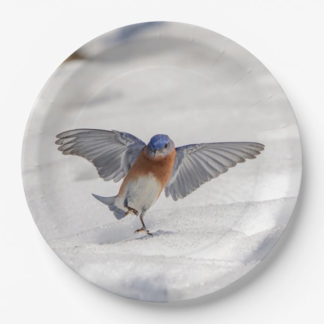 Eastern Bluebird dancing in the snow Paper Plates (Front)