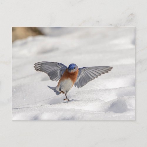 Eastern Bluebird dancing in the snow Postcard