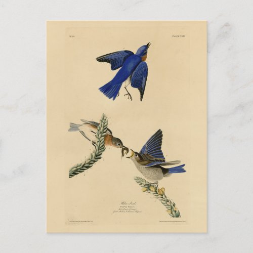 Eastern Bluebird from Audubons Birds of America Postcard