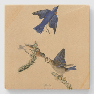 Eastern Bluebird from Audubon's Birds of America Stone Coaster