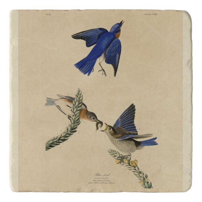 Eastern Bluebird from Audubon's Birds of America Trivet (Front)