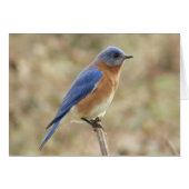Eastern Bluebird Greeting Card (Front Horizontal)