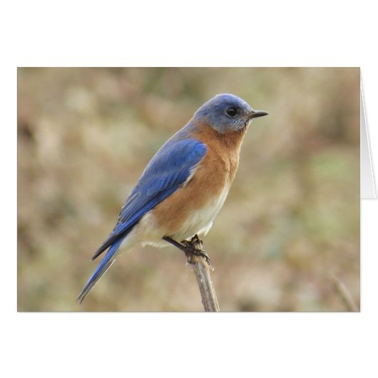 Eastern Bluebird Greeting Card (Front Horizontal)