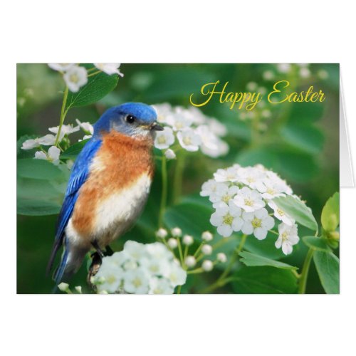 Eastern Bluebird Greeting Card