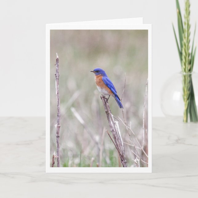 Eastern Bluebird Holiday Card (Front)