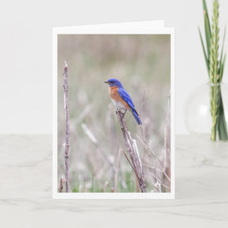 Eastern Bluebird Holiday Card