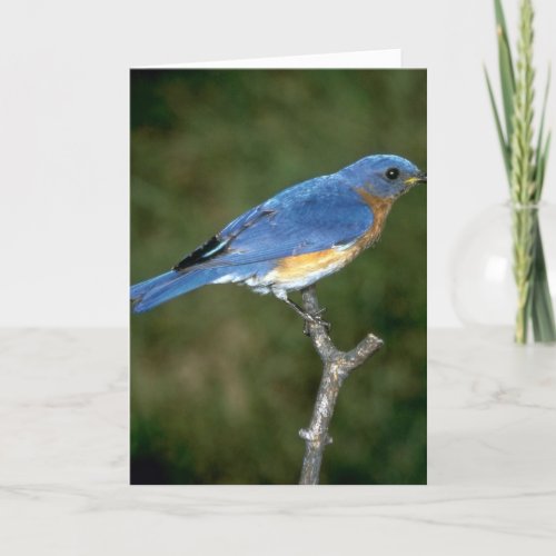 Eastern Bluebird Holiday Card