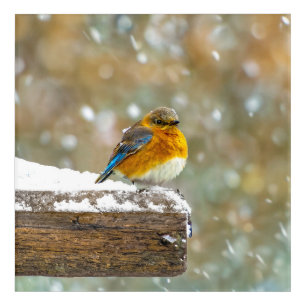 Eastern Bluebird in Snow - Original Photograph Acrylic Print