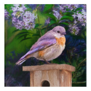 Eastern Bluebird in Snow - Original Photograph Acrylic Print