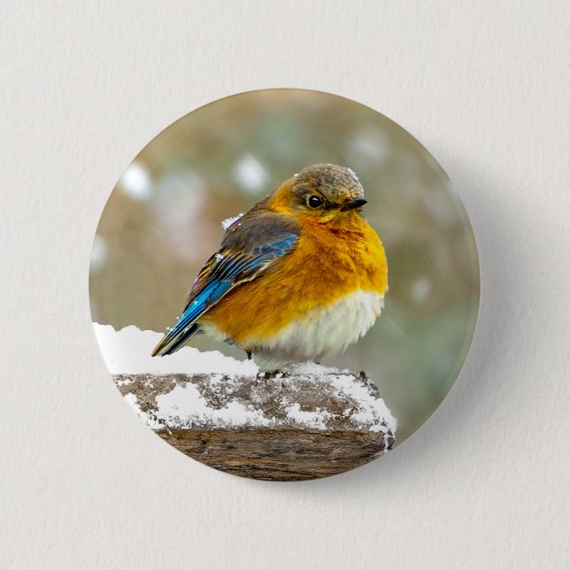 Eastern Bluebird in Snow - Original Photograph Button (Front)