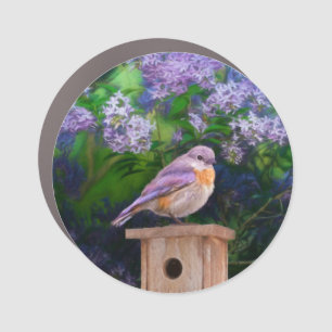 Eastern Bluebird in Snow - Original Photograph Car Magnet