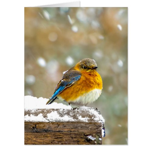 Eastern Bluebird in Snow _ Original Photograph Card