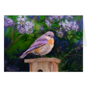 Eastern Bluebird in Snow - Original Photograph Cards