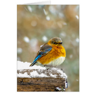 Eastern Bluebird in Snow - Original Photograph Cards