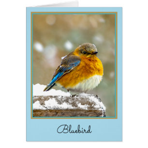 Eastern Bluebird in Snow - Original Photograph Cards