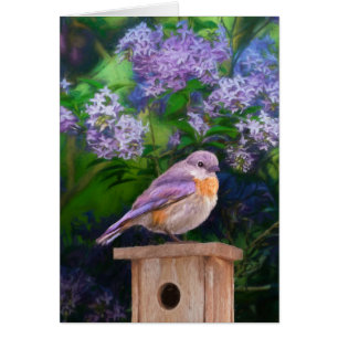 Eastern Bluebird in Snow - Original Photograph Cards