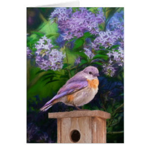 Eastern Bluebird in Snow - Original Photograph Cards