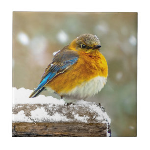 Eastern Bluebird in Snow - Original Photograph Ceramic Tile