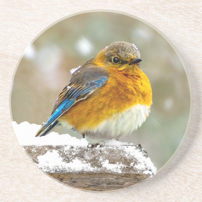 Eastern Bluebird in Snow - Original Photograph Coaster (Front)