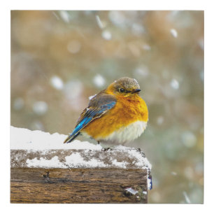 Eastern Bluebird in Snow - Original Photograph Faux Canvas Print
