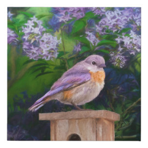 Eastern Bluebird in Snow - Original Photograph Faux Canvas Print