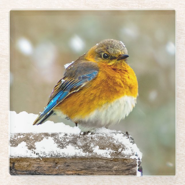 Eastern Bluebird in Snow - Original Photograph Glass Coaster (Front)