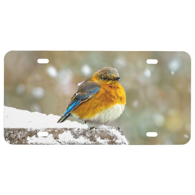 Eastern Bluebird in Snow - Original Photograph License Plate (Front)