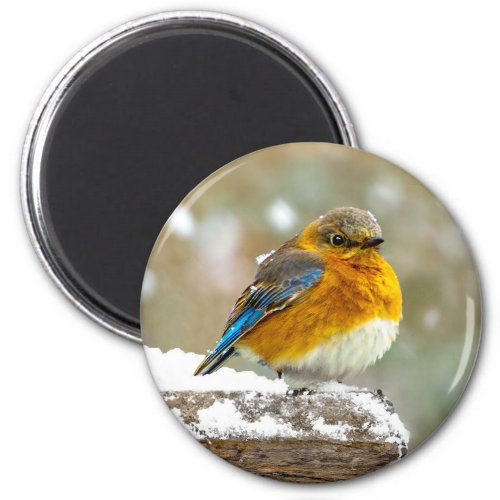Eastern Bluebird in Snow _ Original Photograph Magnet