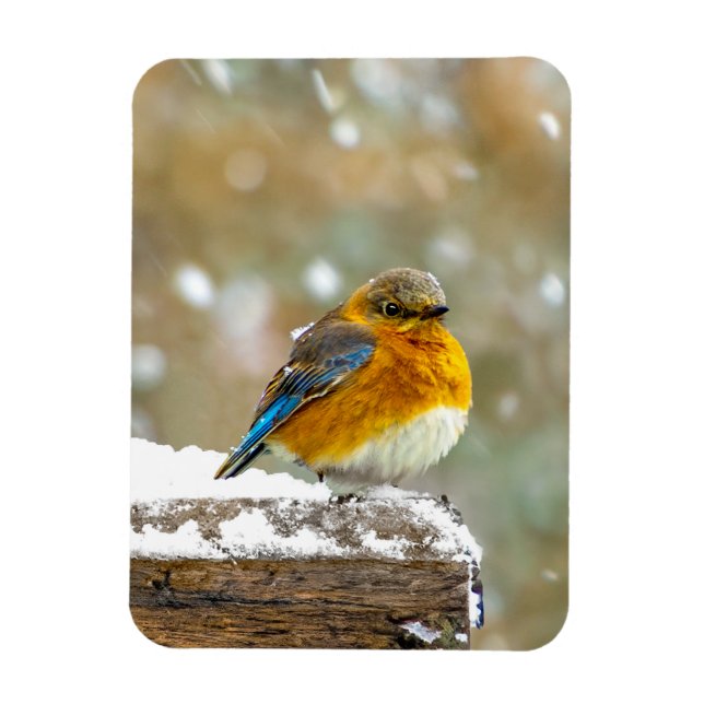 Eastern Bluebird in Snow - Original Photograph Magnet (Vertical)