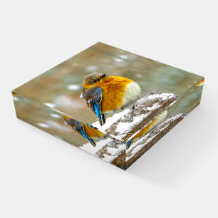 Eastern Bluebird in Snow - Original Photograph Paperweight