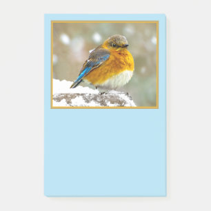 Eastern Bluebird in Snow - Original Photograph Post-it Notes