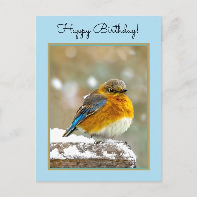Eastern Bluebird in Snow - Original Photograph Postcard (Front)