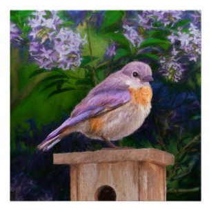 Eastern Bluebird in Snow - Original Photograph Poster