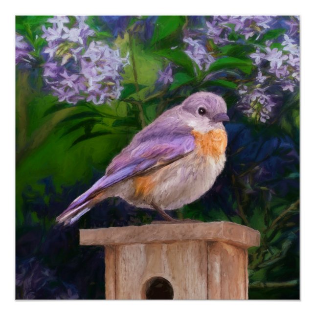 Eastern Bluebird in Snow - Original Photograph Poster (Front)