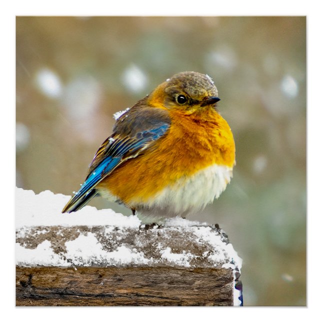Eastern Bluebird in Snow - Original Photograph Poster (Front)