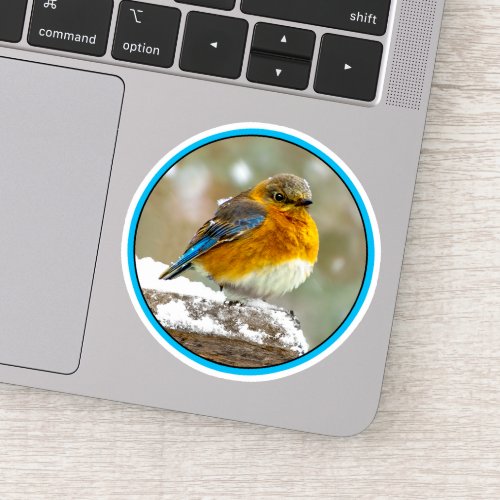 Eastern Bluebird in Snow _ Original Photograph Sticker