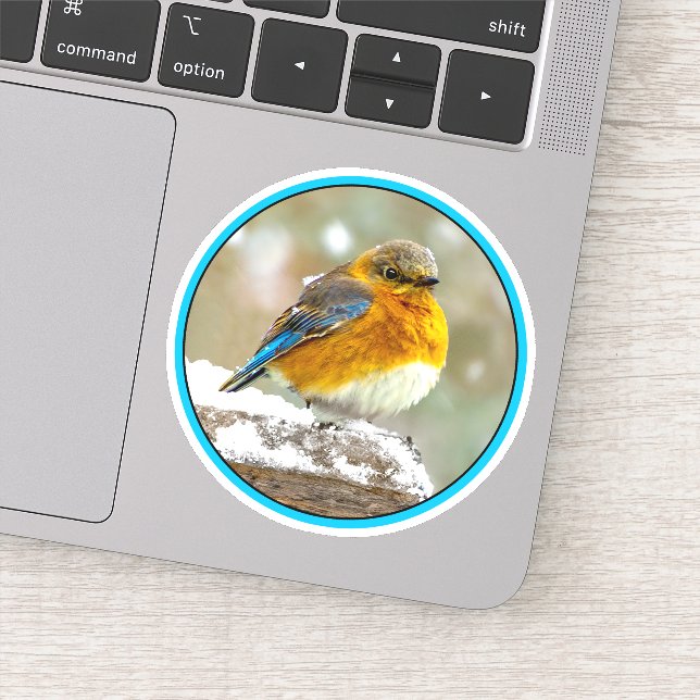 Eastern Bluebird in Snow - Original Photograph Sticker (Detail)