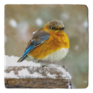 Eastern Bluebird in Snow - Original Photograph Trivet