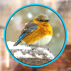 Eastern Bluebird in Snow - Original Photograph Window Cling