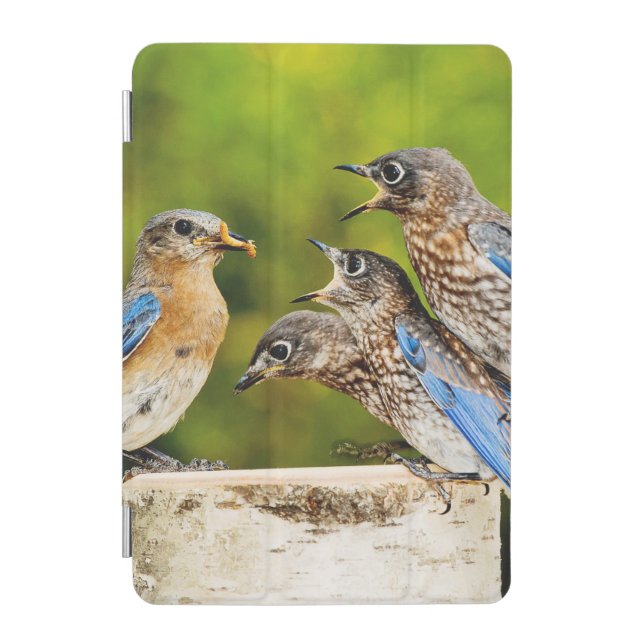 Eastern Bluebird iPad Mini Cover (Front)