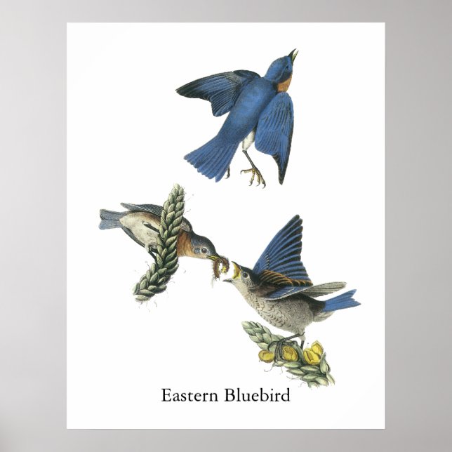 Eastern Bluebird, John Audubon Poster (Front)