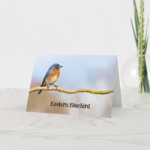Eastern Bluebird Letterpress Thank You Card