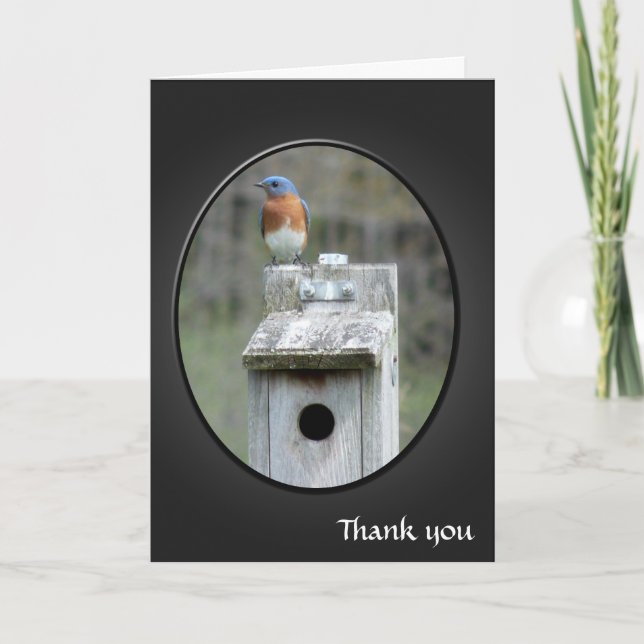 Eastern Bluebird Letterpress Thank You Card (Front)