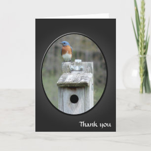 Eastern Bluebird Letterpress Thank You Card