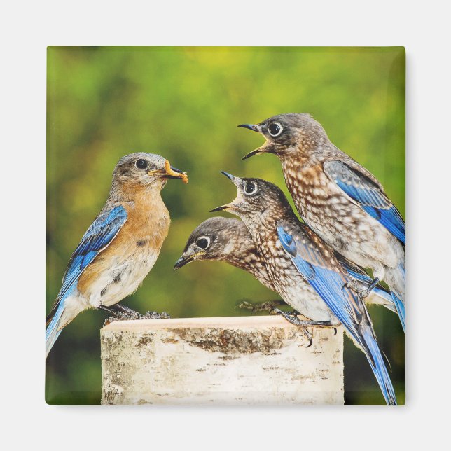 Eastern Bluebird Magnet (Front)
