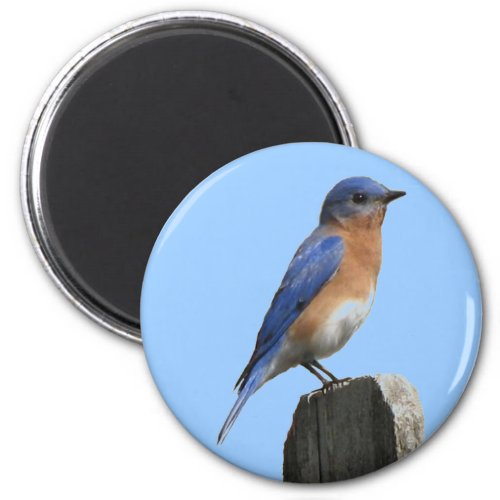 Eastern Bluebird Magnet