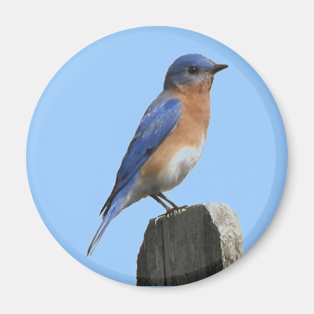 Eastern Bluebird Magnet (Front)