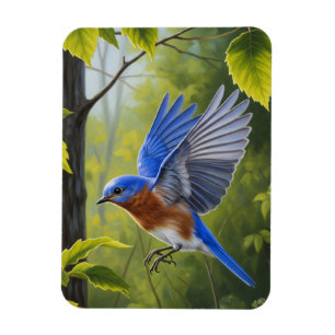 Eastern Bluebird Magnet