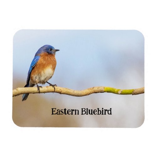 Eastern Bluebird Magnet